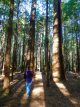 redwood forest