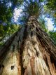 redwood forest