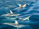 delfiny nowa zelandia