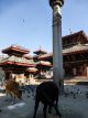 durbar square krowy