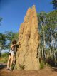 kopce termity
