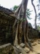 ta prohm drzewa