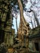 ta prohm kambodza